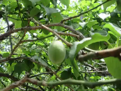 湯島天満宮の自然