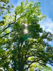 愛宕神社の自然