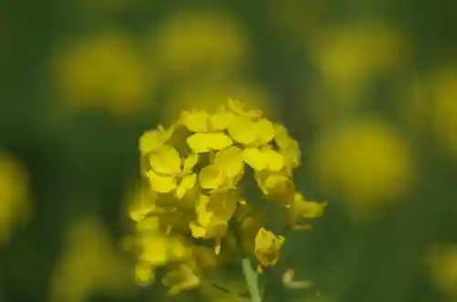平野神社(京都府)