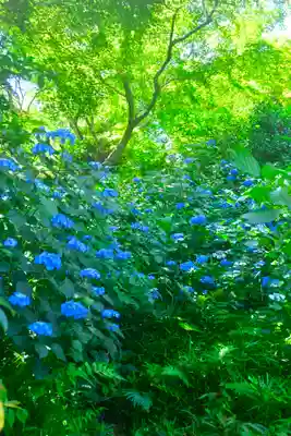 高幡不動尊　金剛寺(東京都)