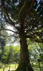 白河神社の自然