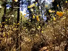 焼森山雷神神社の自然