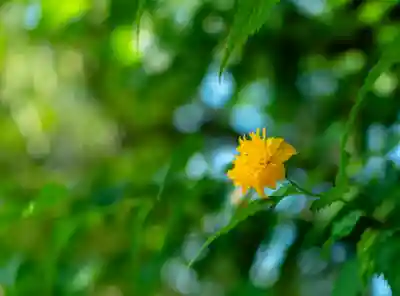 富士山本宮浅間大社(静岡県)