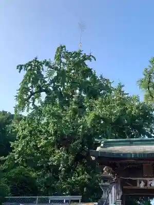 綾部八幡神社(佐賀県)