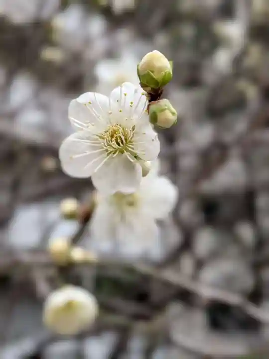 銀世界稲荷神社(東京都)