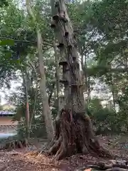 大木神社の自然