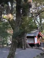 鹿児島神宮の自然