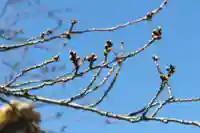 伊勢山皇大神宮の自然