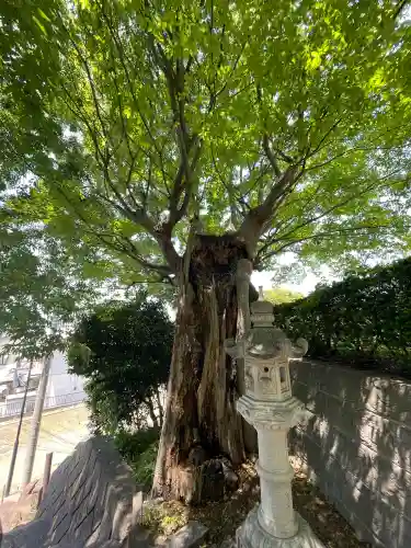 国分寺（相模國分寺）(神奈川県)