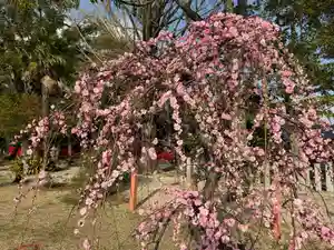 美奈宜神社(福岡県)(2025年03月09日(日) 16時18分21秒投稿)