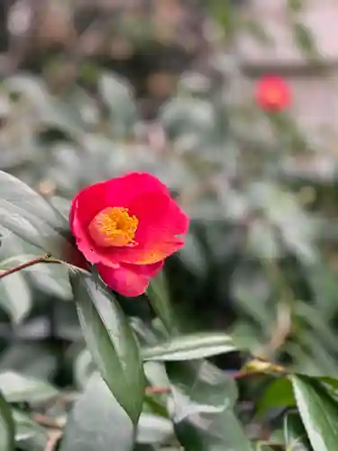 蔵前神社の自然