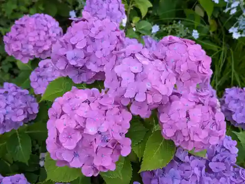 本土寺(千葉県)