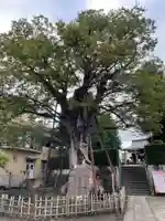 白山神社の自然