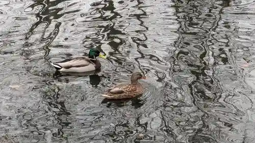 永山神社の動物