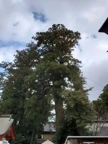 香取神宮の自然