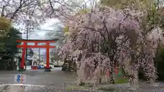 平野神社の自然