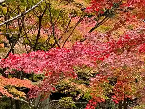 真正極楽寺（真如堂）の庭園