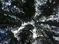 戸隠神社九頭龍社の自然