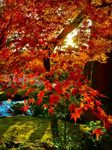 宝満宮竈門神社の自然