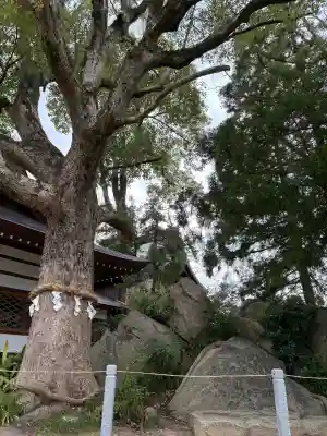 和貴宮神社の{uncategorized: "未分類", other: "その他", undefined: "問題あり", building: "その他建物", grave: "お墓", sacred_gate: "鳥居", guardian: "狛犬", statue: "像", buddha: "仏像", history: "歴史", nature: "自然", garden: "庭園", animal: "動物", pagoda: "塔", temizu: "手水舎", mountain_gate: "山門・神門", sanctuary: "本殿・本堂", subordinate: "末社・摂社", art: "芸術", scenery: "景色", jizo: "地蔵", ema: "絵馬", goshuin: "御朱印", omikuji: "おみくじ", items: "授与品その他", amulet: "お守り", goshuincho: "御朱印帳", eats: "食事", festival: "お祭り", votive_dance: "神楽", shichigosan: "七五三参", wedding: "結婚式", experience: "体験その他", initially: "初詣", around: "周辺", anti_infection: "感染症対策"}