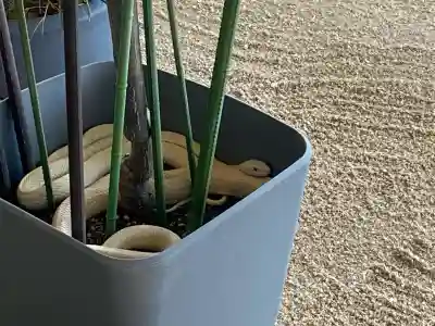 岩国白蛇神社の{uncategorized: "未分類", other: "その他", undefined: "問題あり", building: "その他建物", grave: "お墓", sacred_gate: "鳥居", guardian: "狛犬", statue: "像", buddha: "仏像", history: "歴史", nature: "自然", garden: "庭園", animal: "動物", pagoda: "塔", temizu: "手水舎", mountain_gate: "山門・神門", sanctuary: "本殿・本堂", subordinate: "末社・摂社", art: "芸術", scenery: "景色", jizo: "地蔵", ema: "絵馬", goshuin: "御朱印", omikuji: "おみくじ", items: "授与品その他", amulet: "お守り", goshuincho: "御朱印帳", eats: "食事", festival: "お祭り", votive_dance: "神楽", shichigosan: "七五三参", wedding: "結婚式", experience: "体験その他", initially: "初詣", around: "周辺", anti_infection: "感染症対策"}