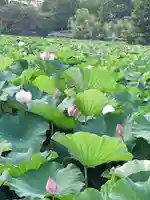 寛永寺不忍池弁天堂の自然