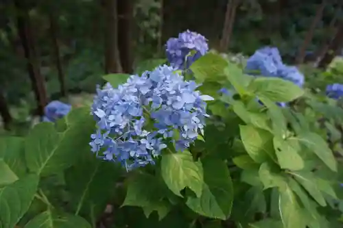 救馬溪観音の自然