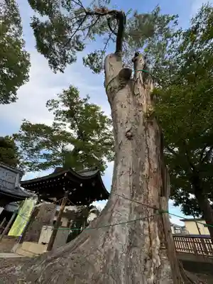 科野大宮社(長野県)