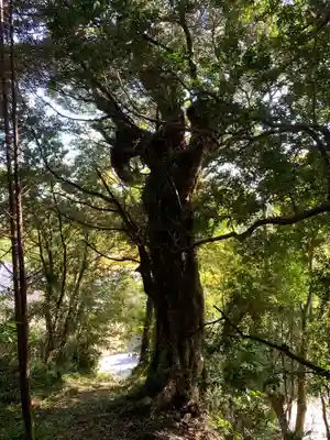 薬師如来の自然