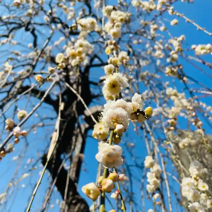 湯島天満宮の自然