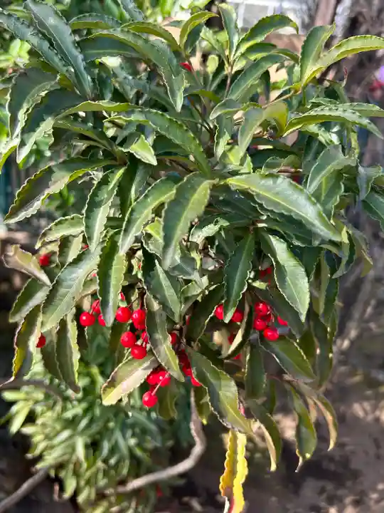 桜神宮(東京都)