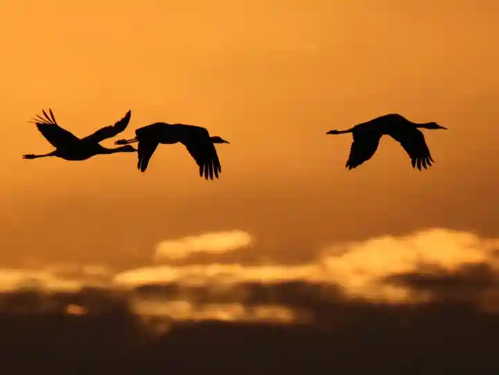 箱崎八幡神社の動物