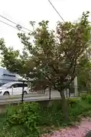 神足神社の自然