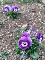 正泉寺(神奈川県)