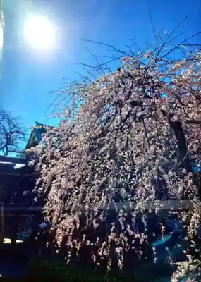 妙法寺(東京都)