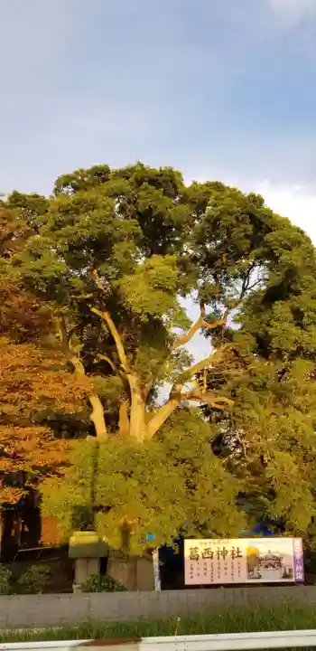 葛西神社の自然
