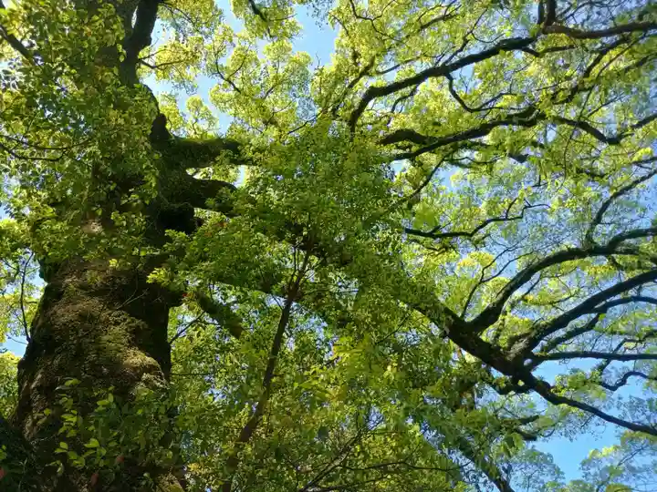 高良大社(福岡県)