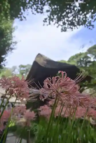 横浜　西方寺の自然