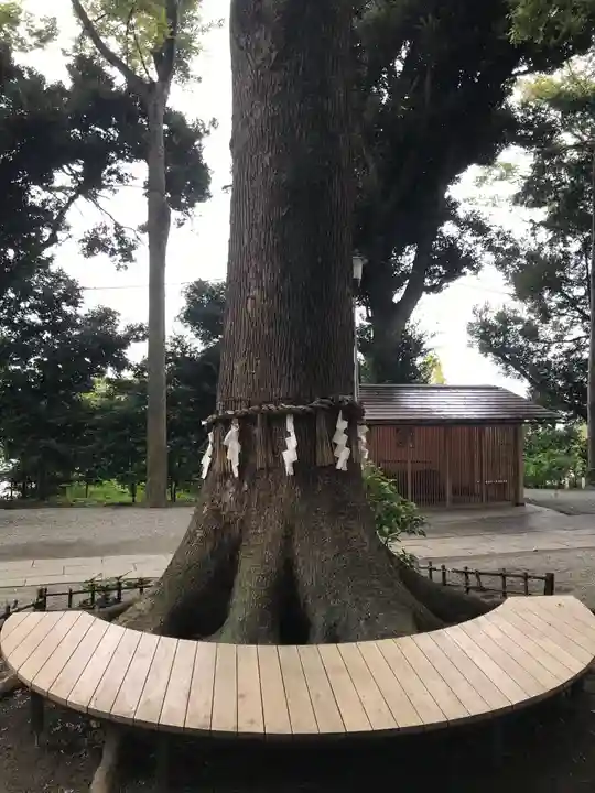 星川杉山神社の自然