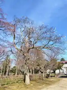 厚別神社(北海道)(2025年04月28日(月) 10時10分45秒投稿)