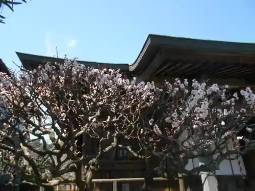 極楽寺（霊鷲山感應院極楽律寺）の自然