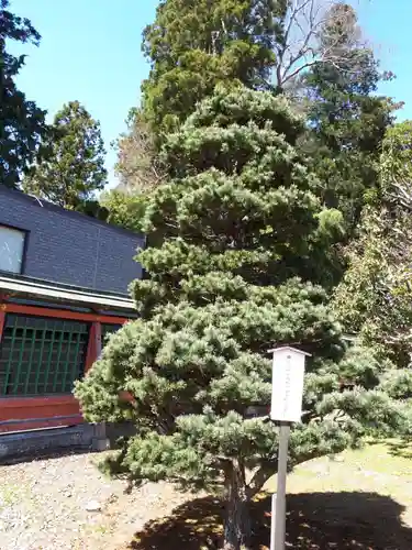 志波彦神社・鹽竈神社の自然