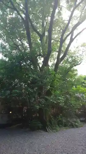 西四条斎宮　西院野々宮神社(春日神社御旅所)の自然