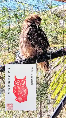 柏諏訪神社の御朱印