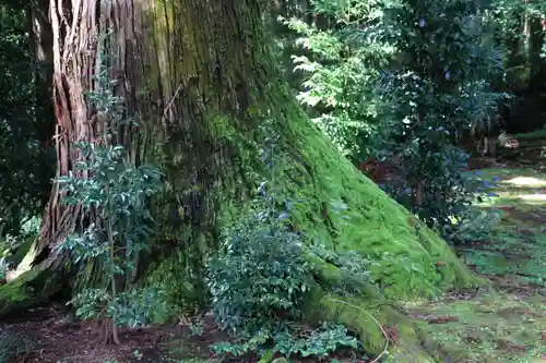健武山神社の自然