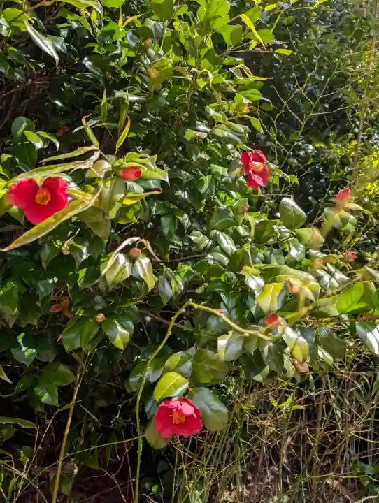 日枝神社の{uncategorized: "未分類", other: "その他", undefined: "問題あり", building: "その他建物", grave: "お墓", sacred_gate: "鳥居", guardian: "狛犬", statue: "像", buddha: "仏像", history: "歴史", nature: "自然", garden: "庭園", animal: "動物", pagoda: "塔", temizu: "手水舎", mountain_gate: "山門・神門", sanctuary: "本殿・本堂", subordinate: "末社・摂社", art: "芸術", scenery: "景色", jizo: "地蔵", ema: "絵馬", goshuin: "御朱印", omikuji: "おみくじ", items: "授与品その他", amulet: "お守り", goshuincho: "御朱印帳", eats: "食事", festival: "お祭り", votive_dance: "神楽", shichigosan: "七五三参", wedding: "結婚式", experience: "体験その他", initially: "初詣", around: "周辺", anti_infection: "感染症対策"}