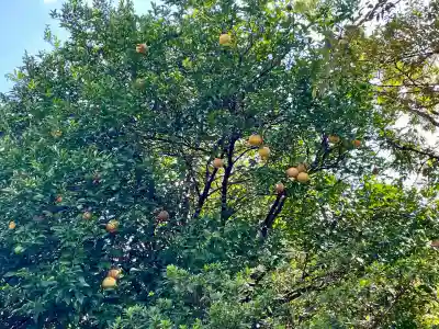 金毘羅神社(東京都)