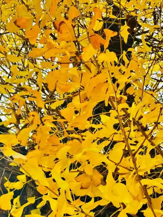 宇賀神社(京都府)