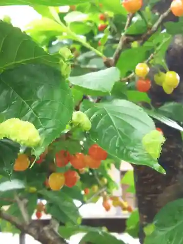 粕壁神明社の自然