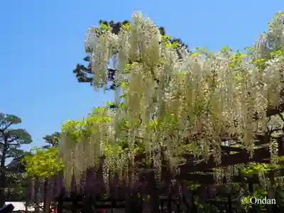 葛井寺(大阪府)